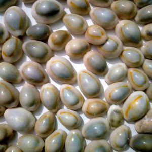 Cowrie Shells Mixed