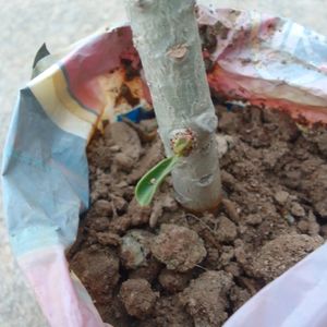 Adenium Plant