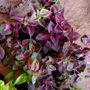 Coleus Plant