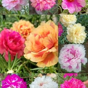 Portulaca different Shades