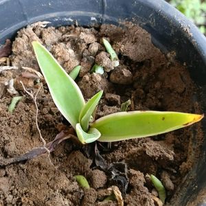 2 Agave Baby Plants