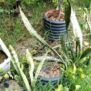 20 Snake Plant