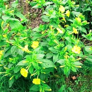 Unique 5o'clock 🕔Yellow 💛 Colour Flower Seeds.