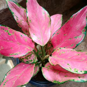 Algonema Pink Varitey