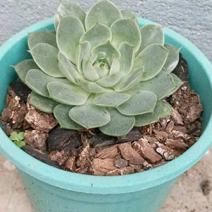 Echeveria