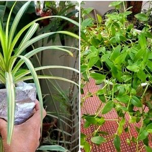 Pack 2 Turtle Vine & Pandanus veitchii Plant 🌵