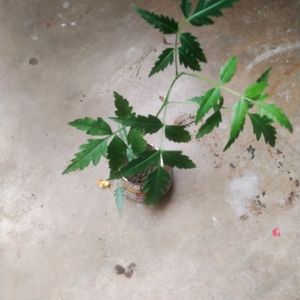 Neem Plant With Healthy Root