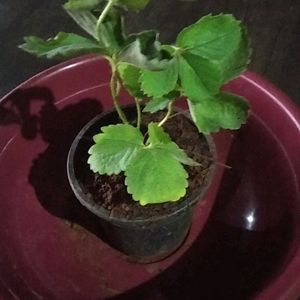 Strawberry Plant Live