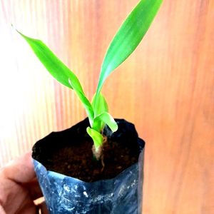 Lucky Bamboo Saplings 4