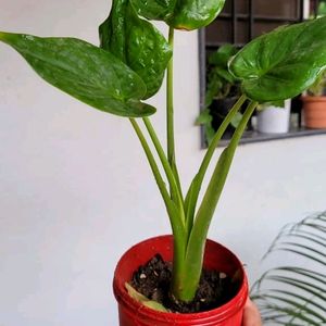 Alocasia cucullata (Elephant Ear) Plant & Pot