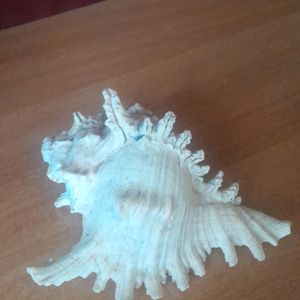 Showpiece Shell