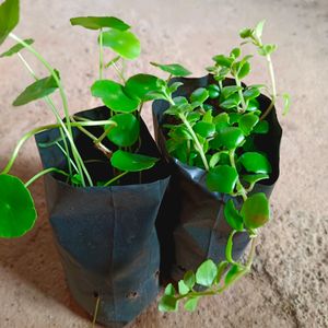 Tangled Heart  And Pennywort Plant