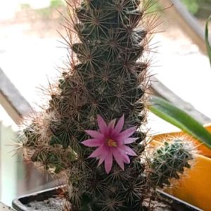 Flowering Cactus