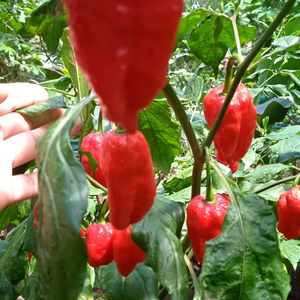 Freshly Grown Organic King Chillies (Ghost Chillies)