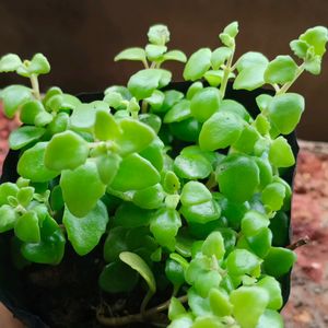 Beutiful Hanging Turtle Vine Plant