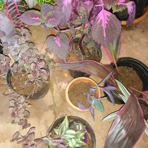 6 Purple Mix Varieties Of Plants Well Rooted