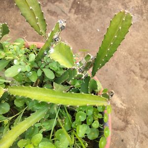 Red Dragon Fruit Cuttings