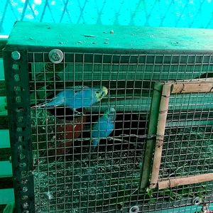 Beautiful Parrot Case Big Size