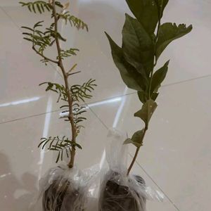 Shravan Sell Plant Combo 6 In Offer Price