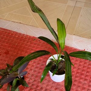 Pack 2 Dracaena Mahatma & Heart Purple Plant & Pot