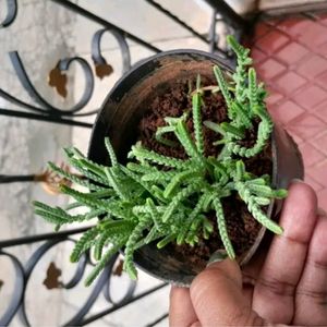 Crassula Muscosa ( Toy Cypress ) Chain Succulent