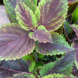 Coleus Beautiful Colours