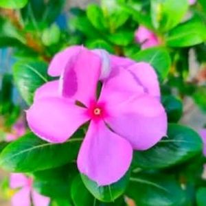 Sadabahar Plant ,/Catharanthus roseus