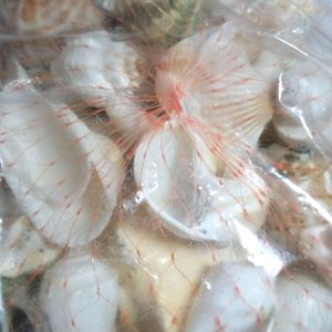 Natural Mix Sea Shells Shankh For Aquariums