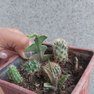 😍🔥Mix Cactus 🌵 Live 😲