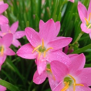 Lily For Home Gardening