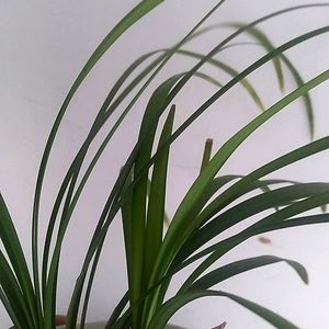 Spider Plant With Pot