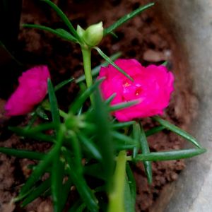 "Office Time" Pink Colored More Flowering Plant