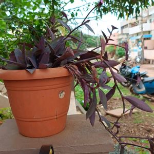 Purple Heart Queen Plant