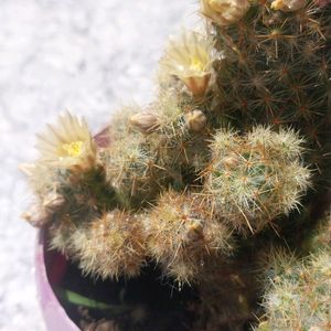 Cactus Mamalaria Flowering
