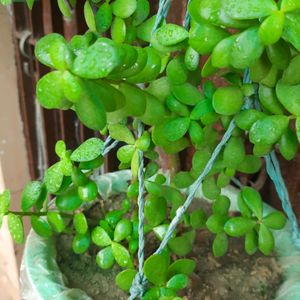 Seeds And Cuttings