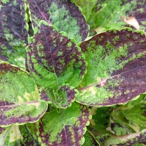 4 Colour Coleus