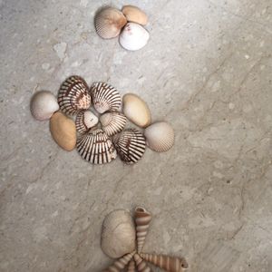 Shells To Distress