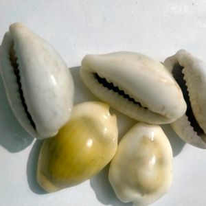 Cowrie Shells Mixed