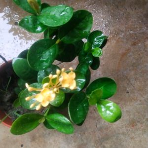 Beautiful Yellow Ixora ( Rangon ) Plant