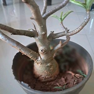 Adenium plant 2