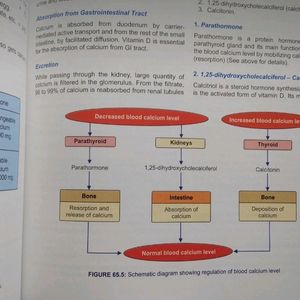 Medical Physiology