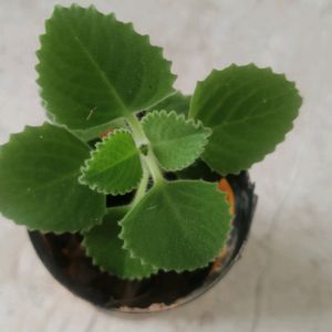 Ajwain (Organo)Plant With Pot