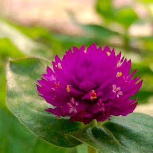 Globe amaranth / Gomphrena Seeds