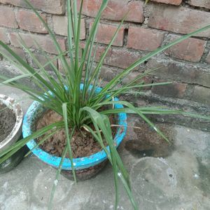 Rajnigandha Plant (2piece)