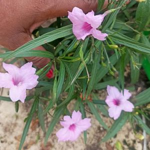 Freshly Harvested White Adenium Seeds