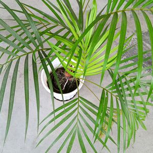 Areca Palm 450