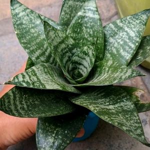 Dwarf Snake Plant