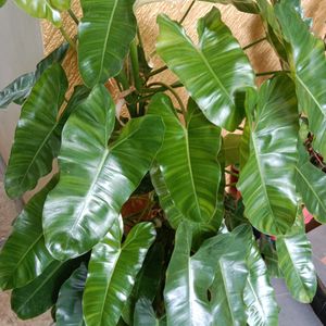 Philodendron Burle Marxx