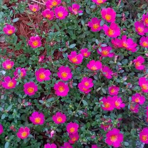 Pink Portulaca Flower Plants With Roots