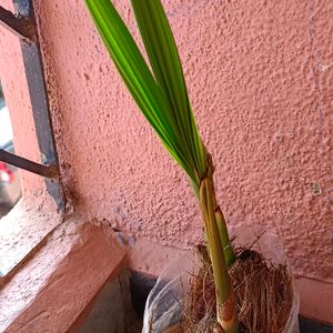 Coconut Plant 🌴🥥